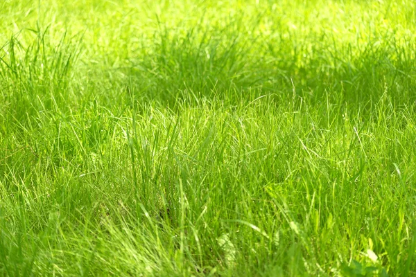 Green grass background — Stock Photo, Image