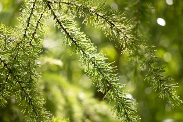 녹색 전나무 지점 — 스톡 사진
