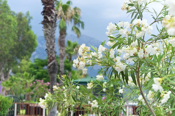 Blumen gegen Berge — Stockfoto