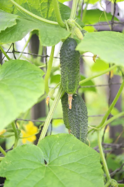 Green growing cucumbers — Stock Photo, Image