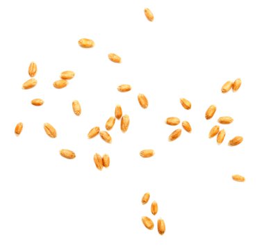 buğday tahıl izole