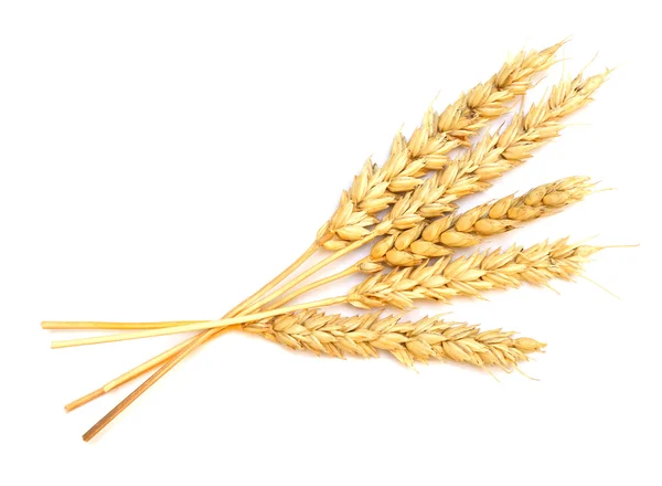 Weizen auf Weiß — Stockfoto
