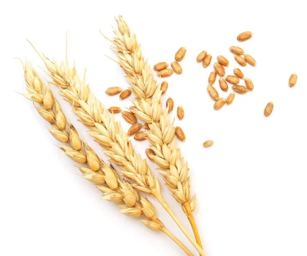 Wheat on white — Stock Photo, Image
