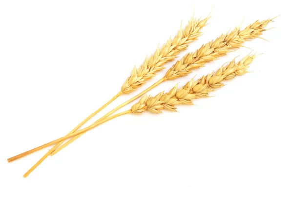 Wheat on white — Stock Photo, Image