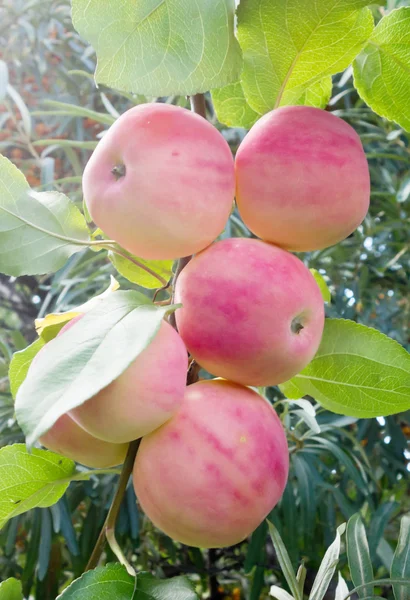 Manzanas rojas maduras — Foto de Stock