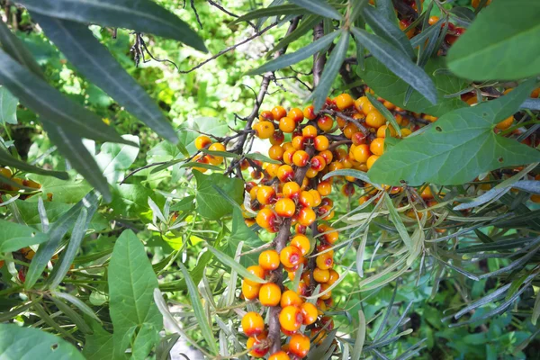 Bayas de espino cerval de mar — Foto de Stock