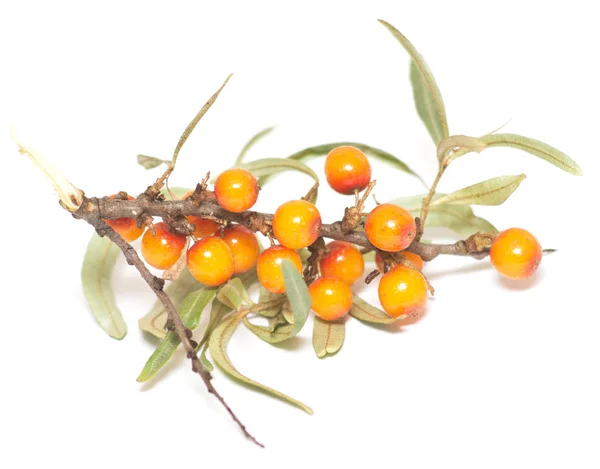 Sea buckthorn on white — Stock Photo, Image