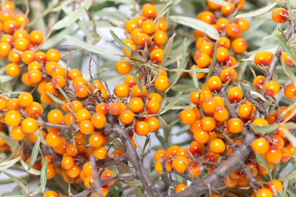 Bayas de espino cerval — Foto de Stock