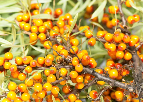 Bayas de espino cerval — Foto de Stock