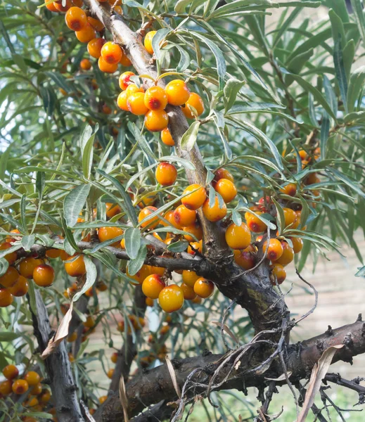 Bayas de espino cerval de mar — Foto de Stock