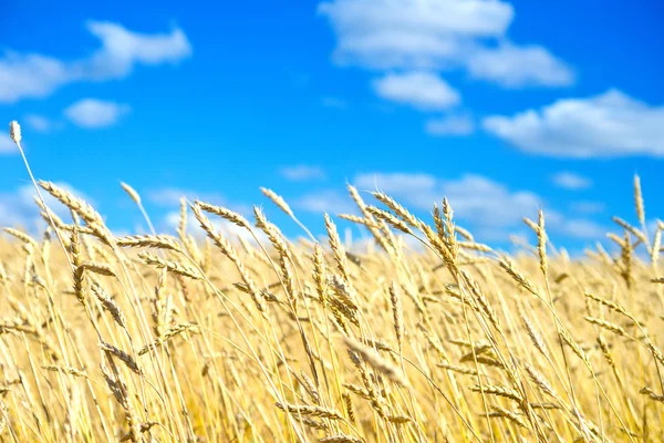 Golden wheat field — Stock Photo, Image