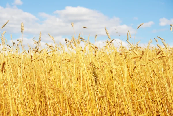 Golden wheat field — Stock Photo, Image