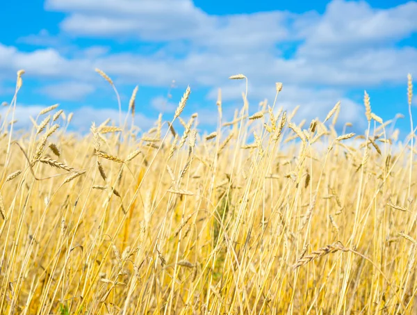 Gouden tarweveld — Stockfoto