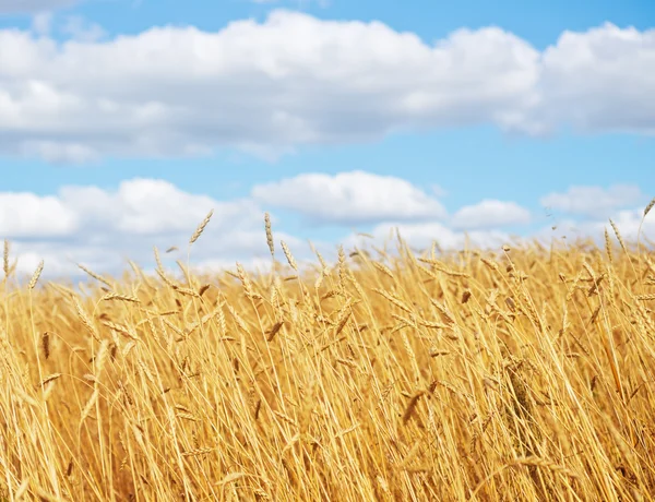 Gouden tarweveld — Stockfoto