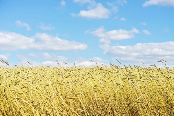 Campo di grano dorato — Foto Stock