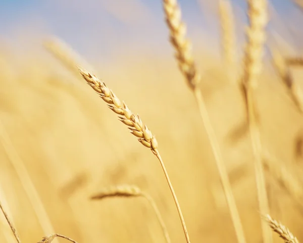 Golden wheat ear — Stock Photo, Image