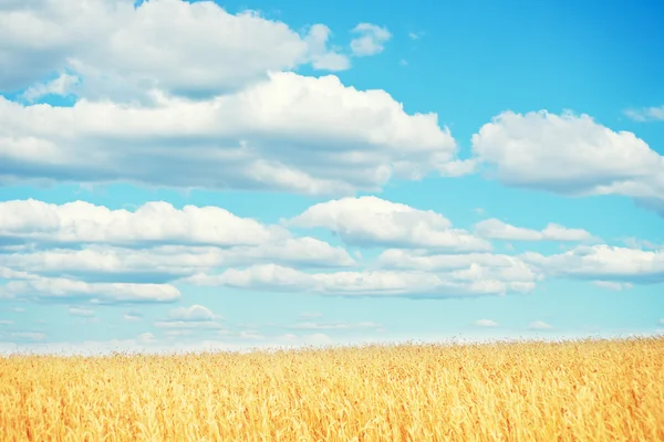 Zlaté pšeničné pole — Stock fotografie