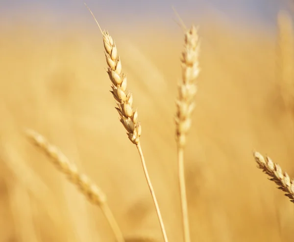 Golden wheat ear — Stock Photo, Image