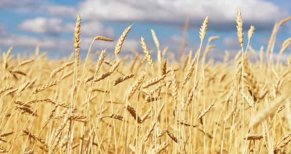 Golden wheat field — Stock Photo, Image