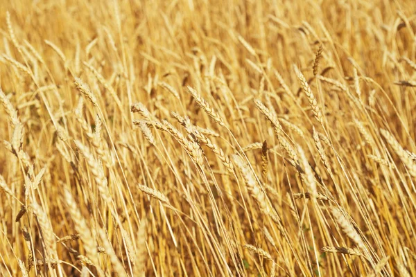 Gouden tarweveld — Stockfoto