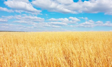 Altın buğday tarlası
