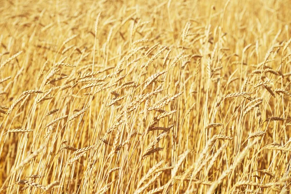 Golden wheat field — Stock Photo, Image