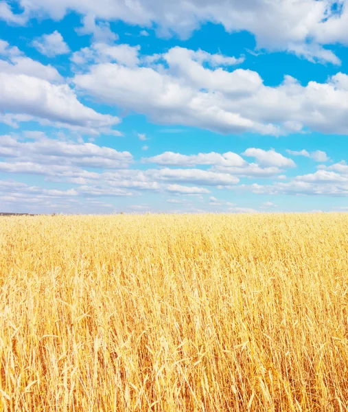 Campo di grano dorato — Foto Stock