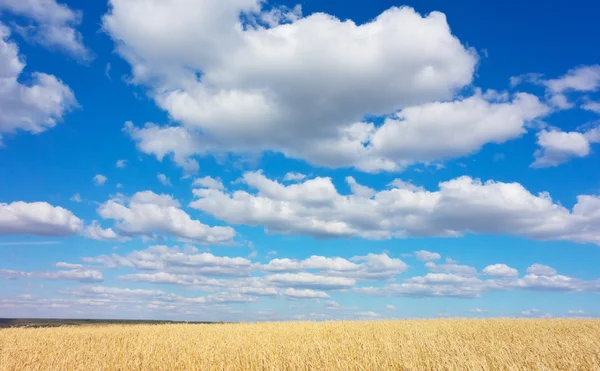 Campo di grano dorato — Foto Stock