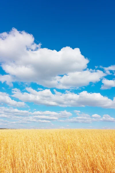 Campo di grano dorato — Foto Stock