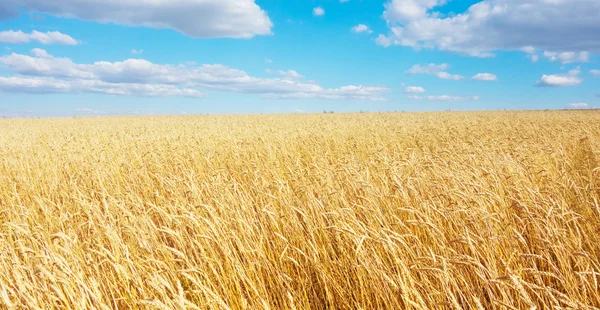 Golden wheat field — Stock Photo, Image