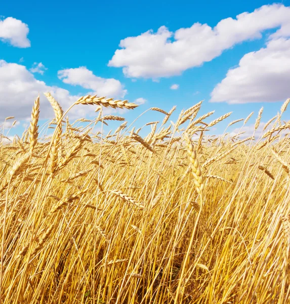 Golden wheat field — Stock Photo, Image