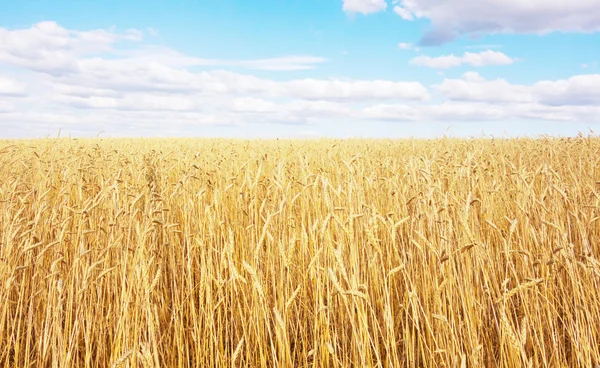 Campo di grano dorato — Foto Stock