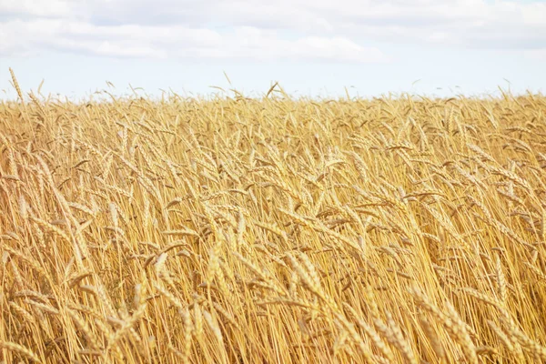 Golden wheat field — Stock Photo, Image