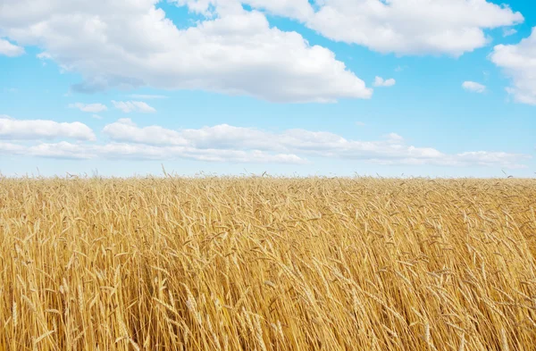 Golden wheat field — Stock Photo, Image