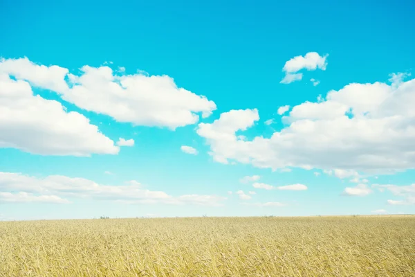 Golden wheat field — Stock Photo, Image