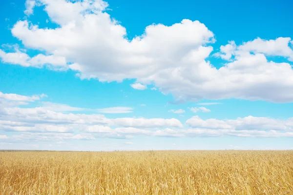 Campo de trigo dorado —  Fotos de Stock