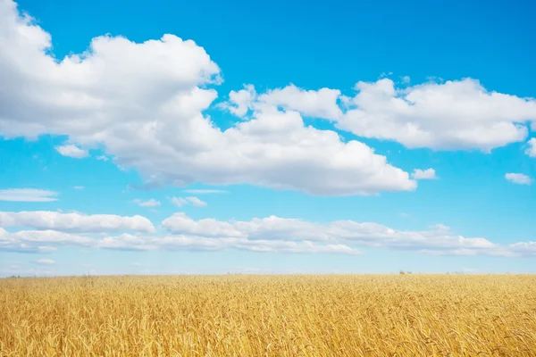 Campo de trigo dorado — Foto de Stock