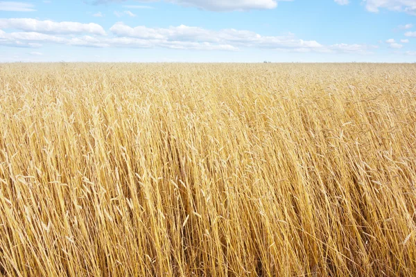 Campo di grano dorato — Foto Stock