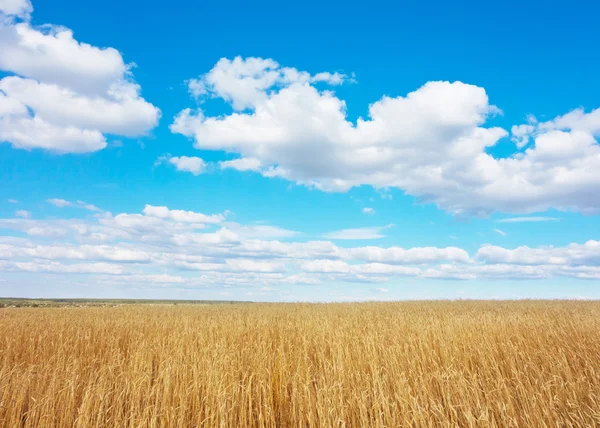 Campo de trigo dourado — Fotografia de Stock