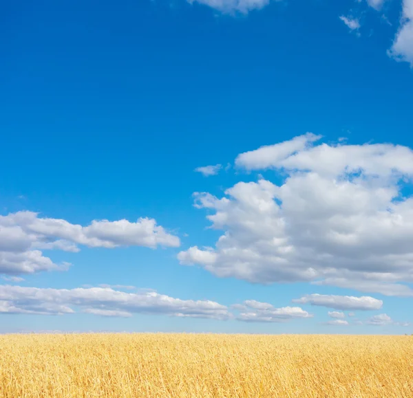 Campo di grano dorato — Foto Stock