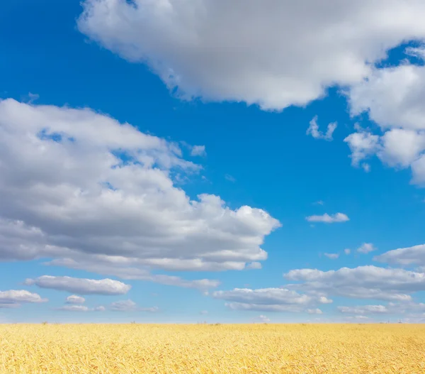 Golden wheat field — Stock Photo, Image