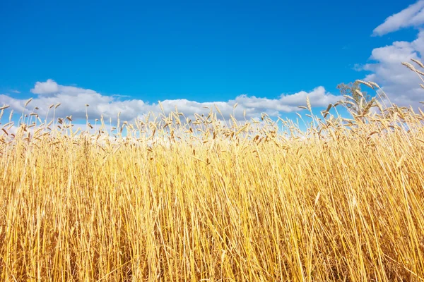 Campo di grano dorato — Foto Stock