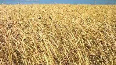 Altın buğday tarlası