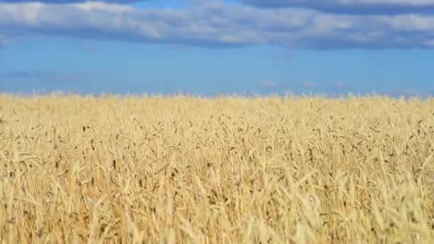 Campo de trigo dourado — Vídeo de Stock