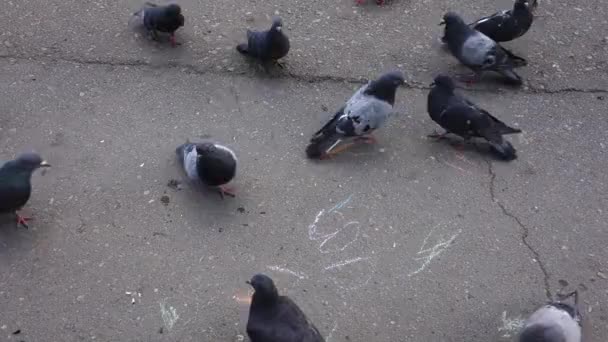 Pigeons sur carré Séquence Vidéo