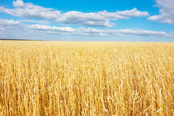 Campo di grano dorato — Foto Stock