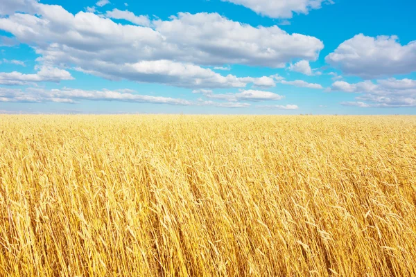 Golden wheat field — Stock Photo, Image