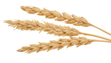 Beyaz arkaplanda yalıtılmış buğday kulakları