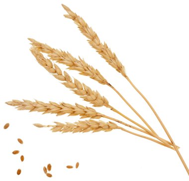 Beyaz arkaplanda buğday izole