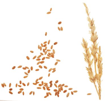 Beyaz arkaplanda buğday kamışı ve tahıl izole edilmiş